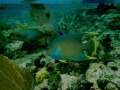   Blue Angle Fish Stop light Parrot passing through  